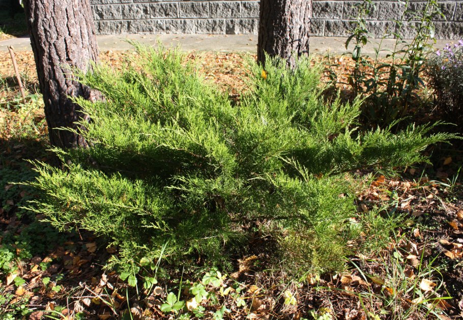 Лиственница Кемпфера Стиф Випер