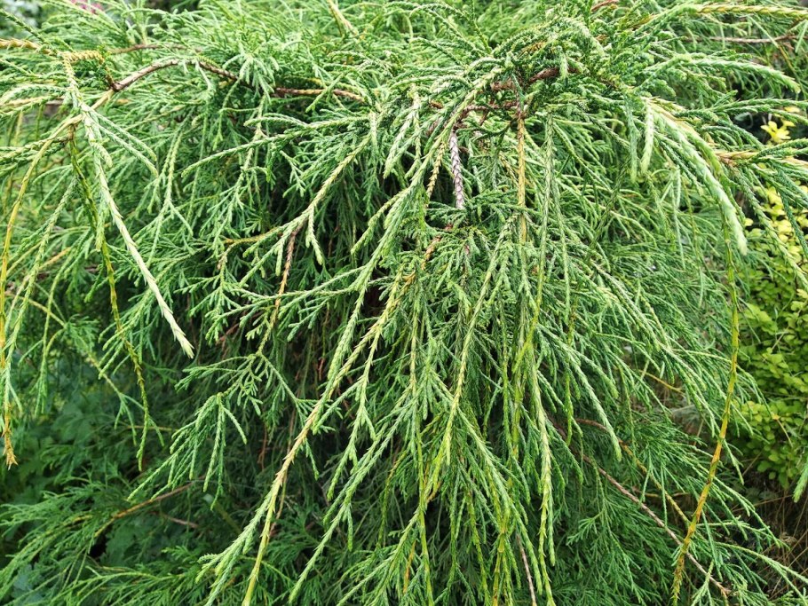 Можжевельник твердый (Juniperus rigida)