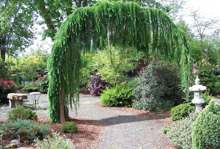 Cedrus Atlantica glauca pendula