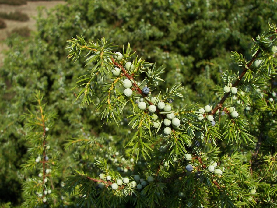 Кипарисовик нутканский Джубили