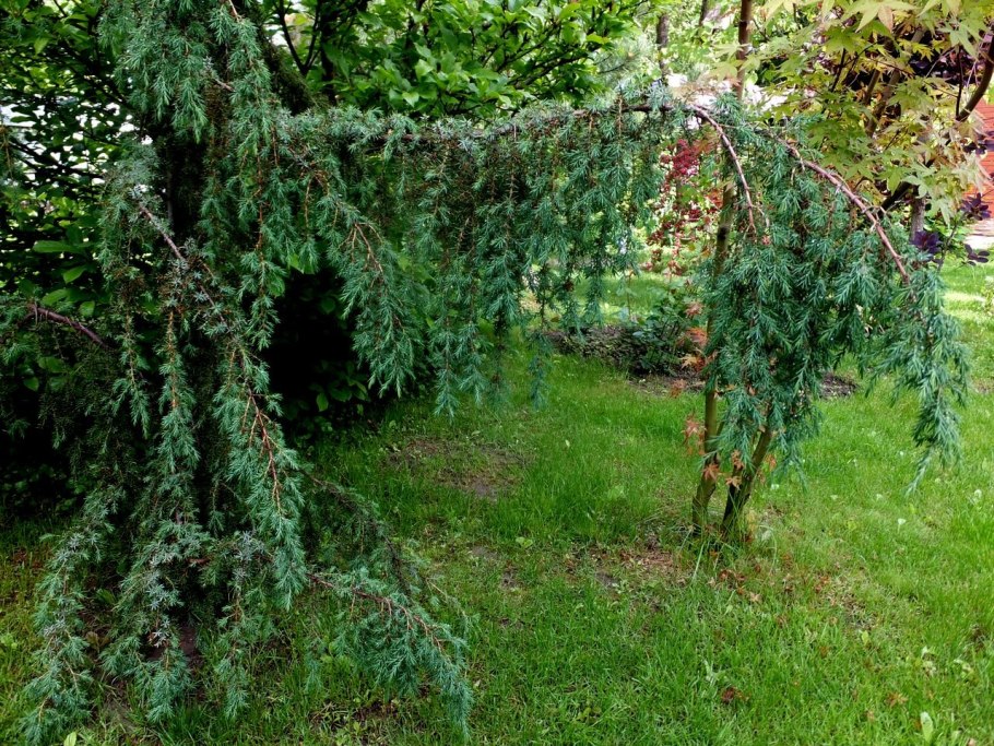 Лиственница европейская Пендула