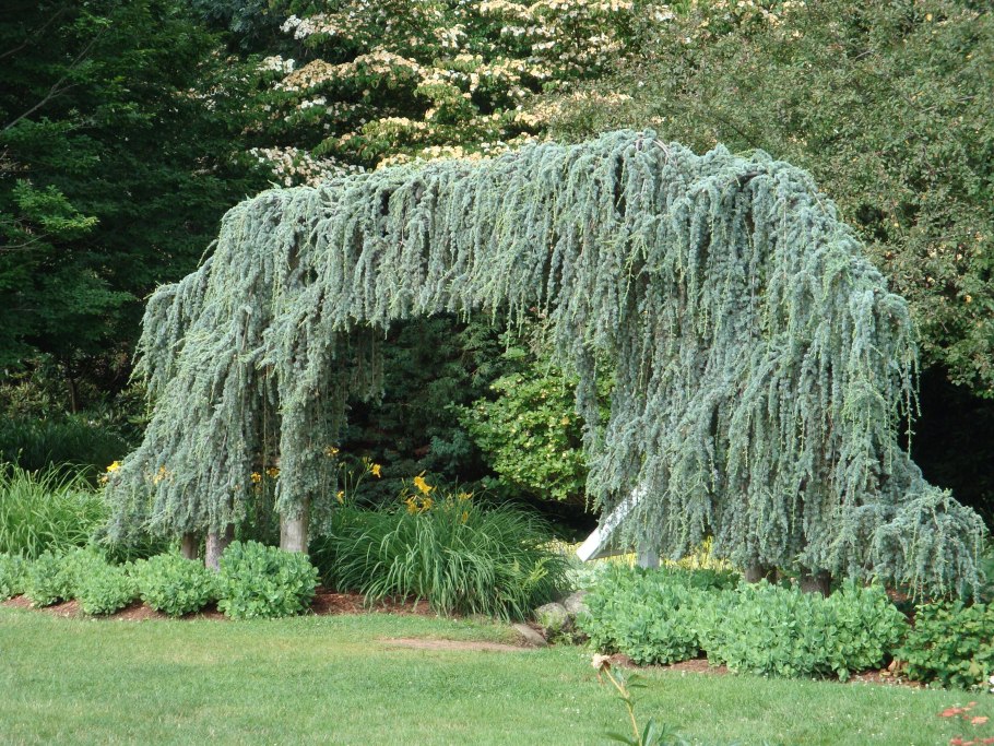 Лиственница Ларикс Пендула