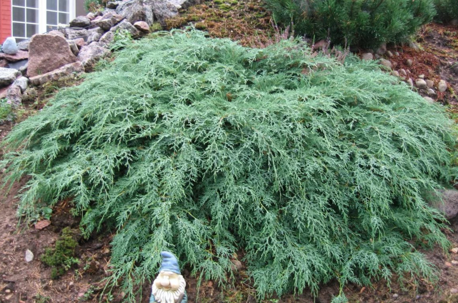 Можжевельник обыкновенный Хорстманн