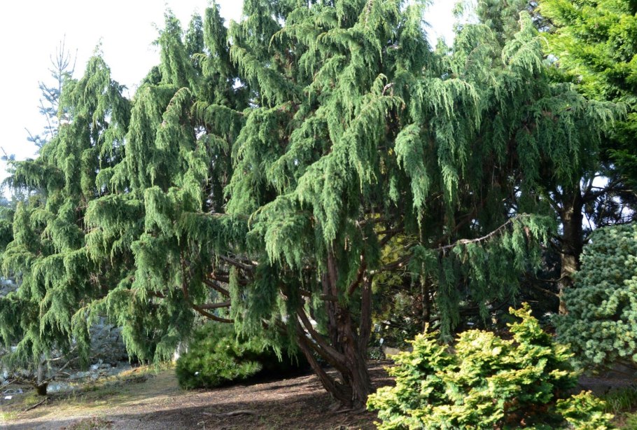 Тсуга канадская Tsuga canadensis