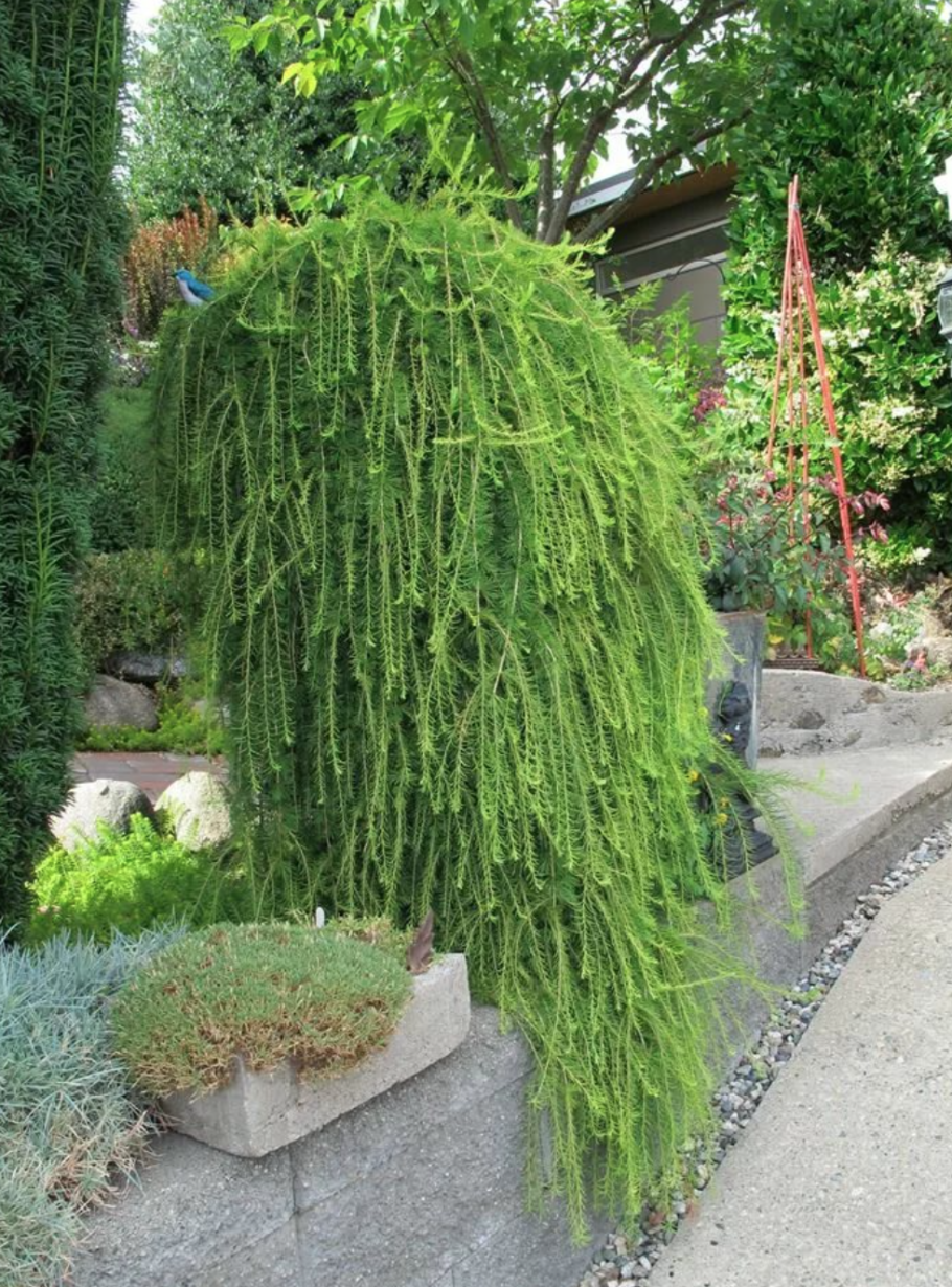 Juniperus (можжевельник) conf. Schlager c5/7,5 pa 105-115 d 25-35