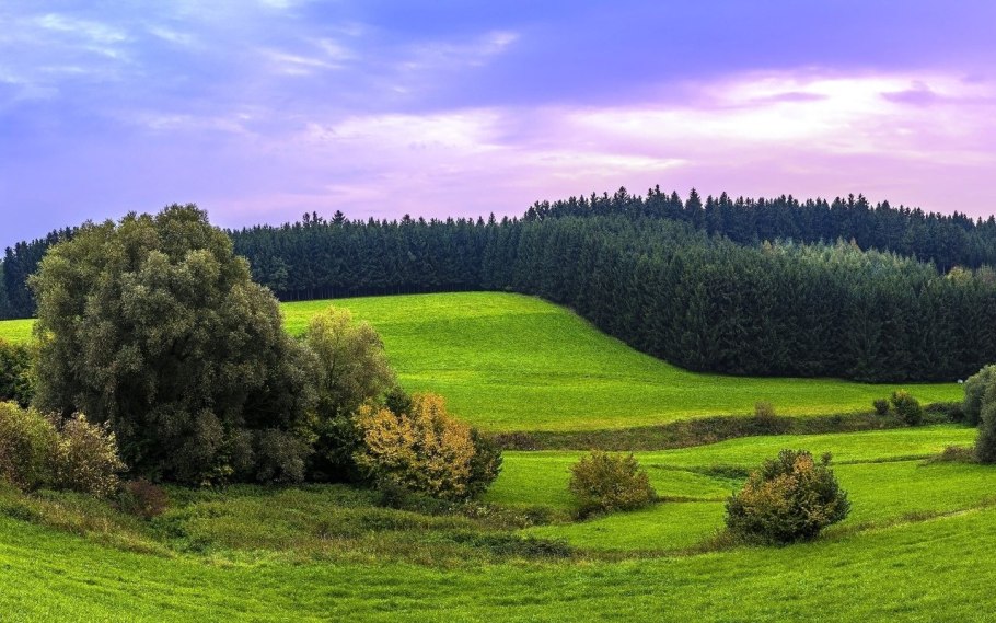 Инсектицидная обработка рапса в цветение