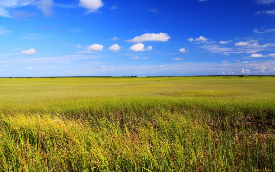 Злаковые поля Оренбургской области