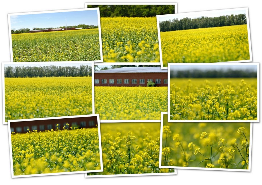 Луга пастбища сенокосы