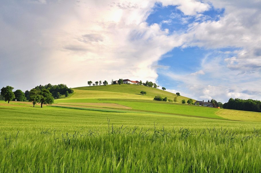 Лето природа фото поле льна