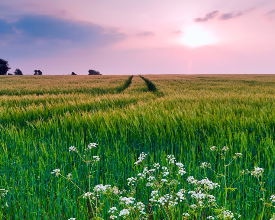Желтый донник рапс
