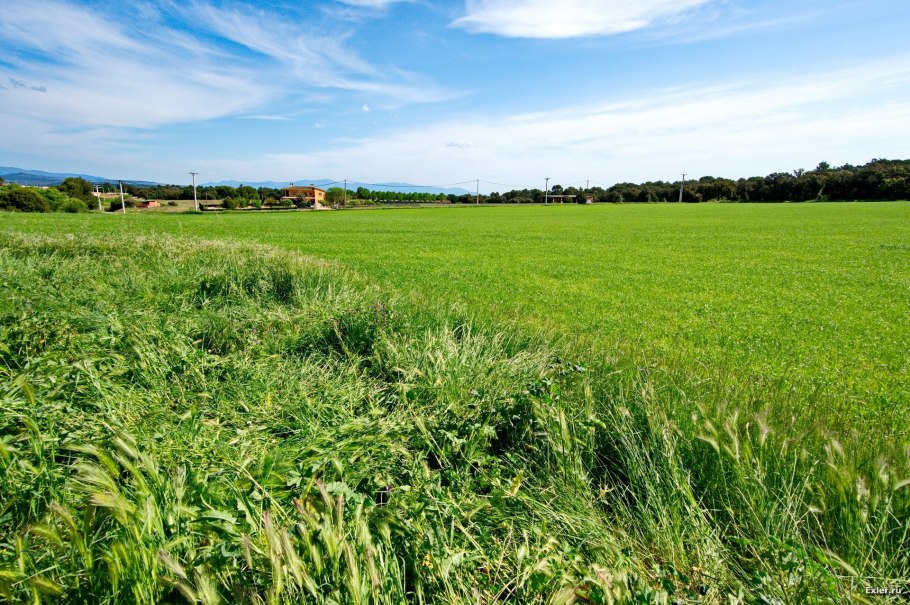 Третий класс проект разнообразие растений на лугу