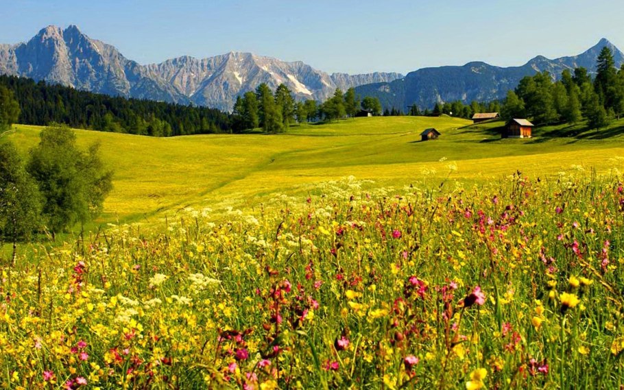 Презентация на тему луг