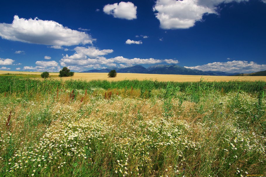 Дорога в поле