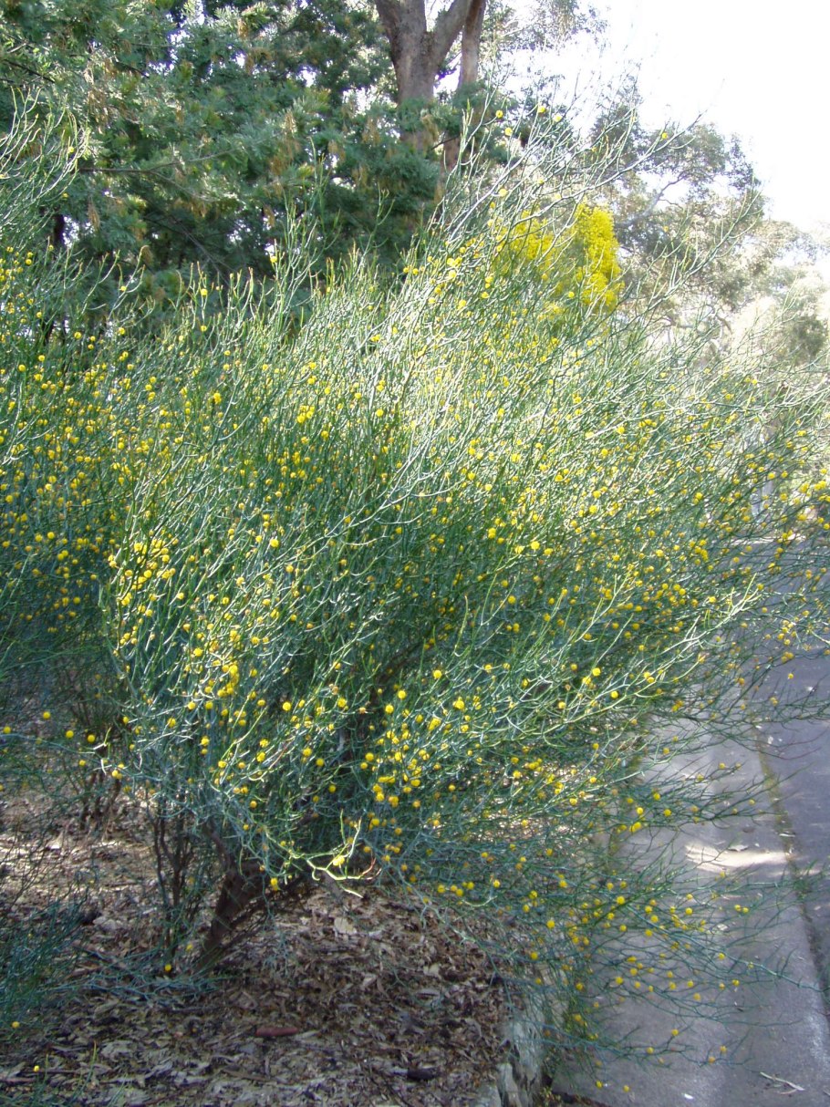 Акация безлистная (Acacia aphylla)
