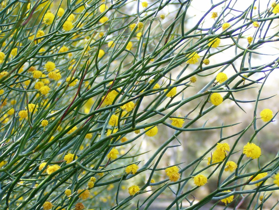 Acacia Alpina
