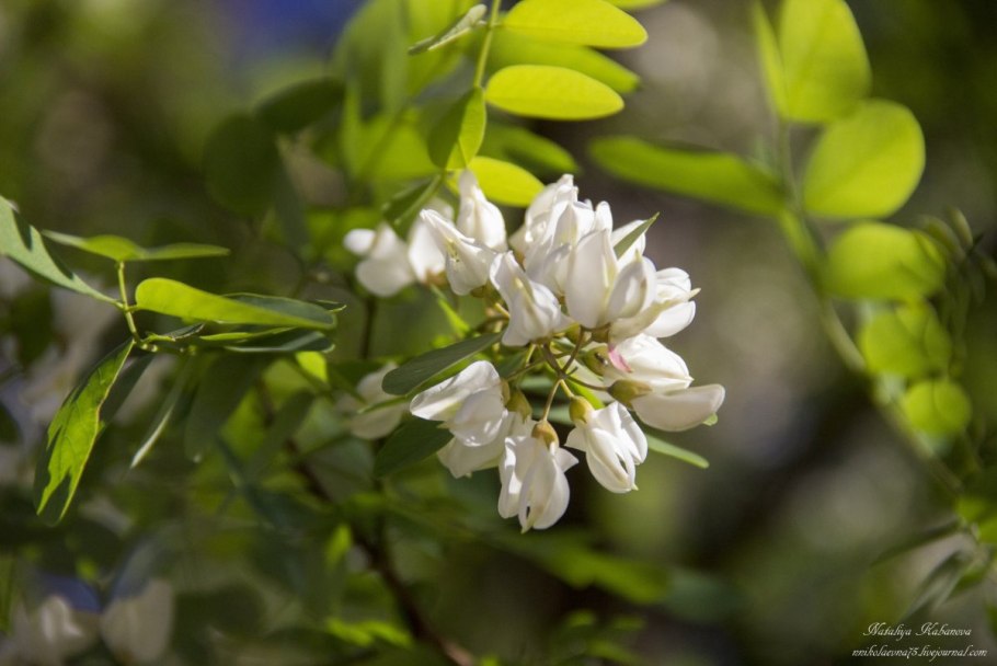 Акация Ивовая