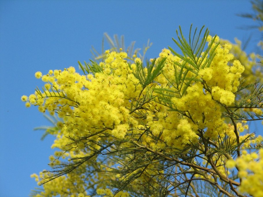 Acacia Tetragonophylla
