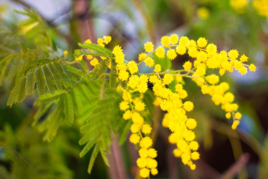 Акация изогнутая