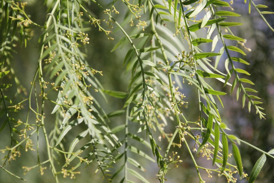 Золотая Акация Австралии