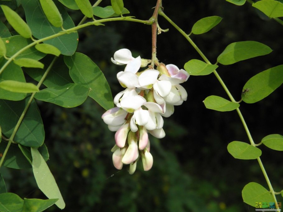 Акация длиннолистная