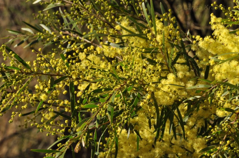 Акация Фарнеза (Acacia Farnesiana).