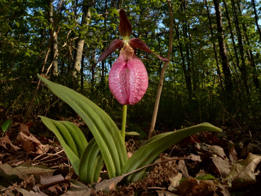 Cypripedium staminode