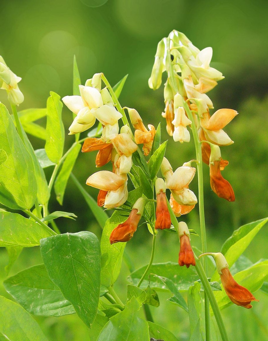 Чина клубненосная Lathyrus tuberosus
