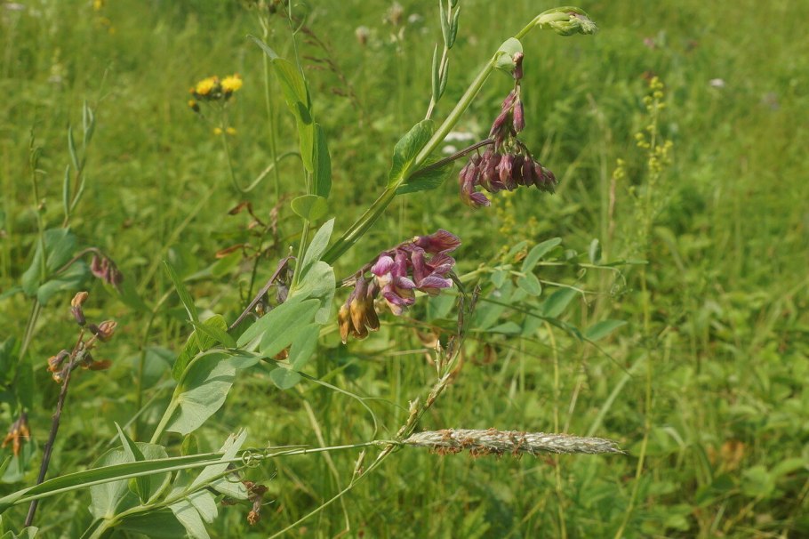 Lathyrus pisiformis