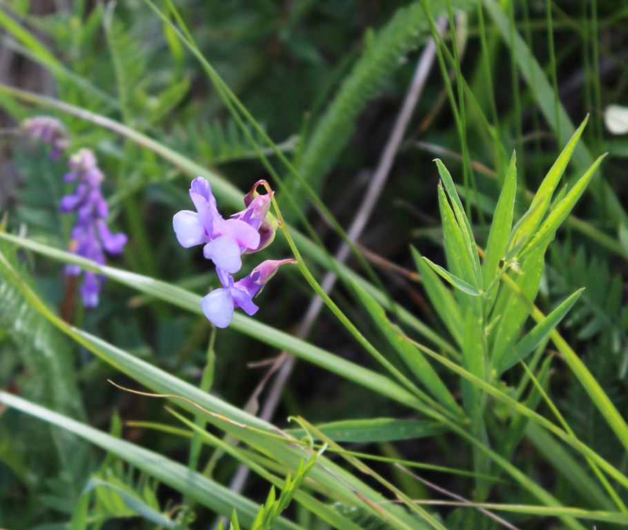 Чина Гмелина растение