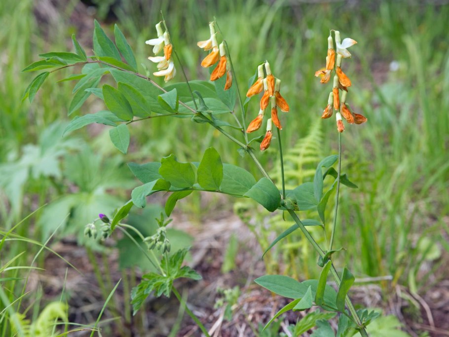 Чина душистая (Lathyrus odoratus) комнатное растение