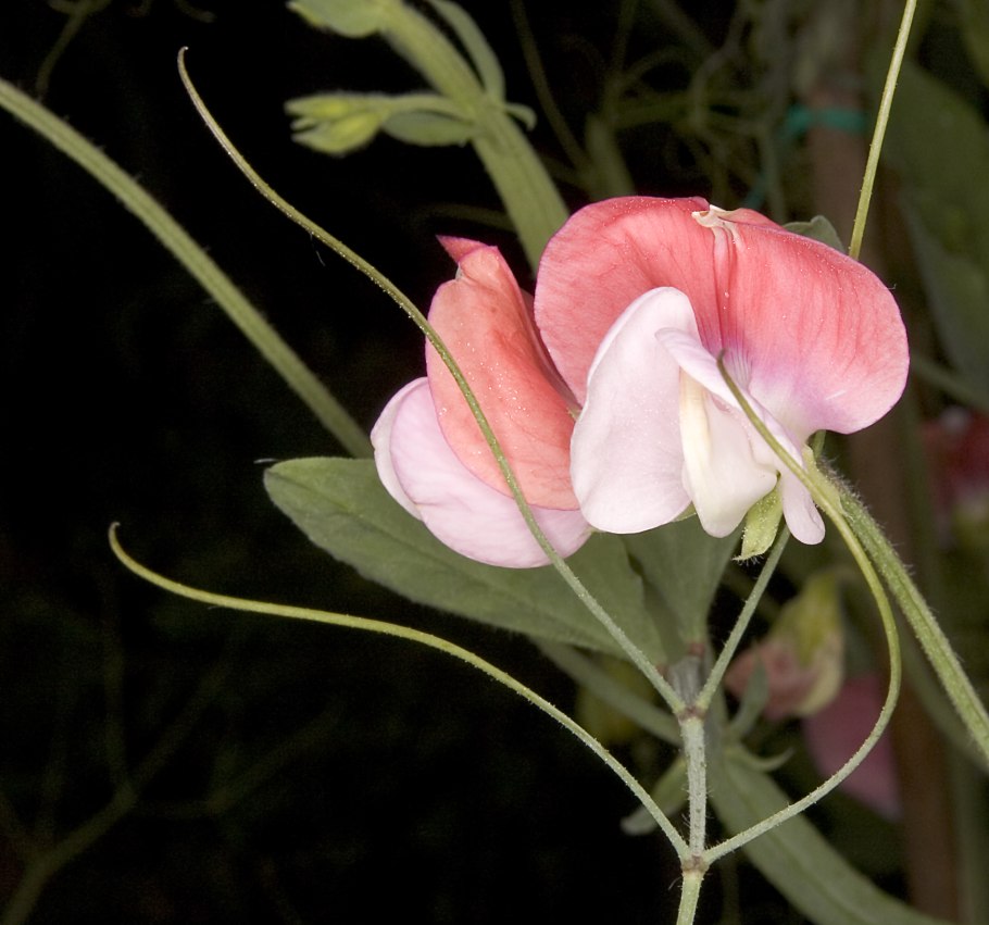 Lathyrus odoratus