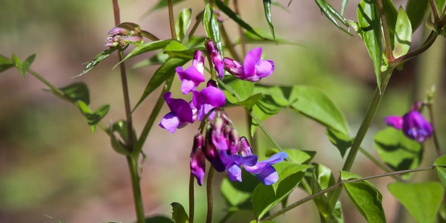 Чина Луговая (Lathyrus pratensis)
