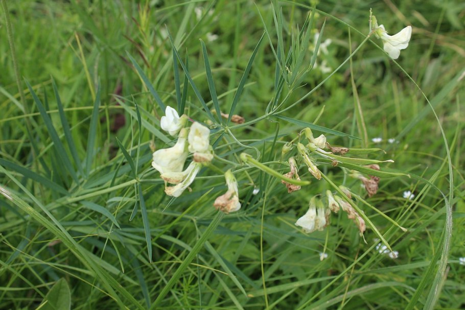Сочевичник Альба
