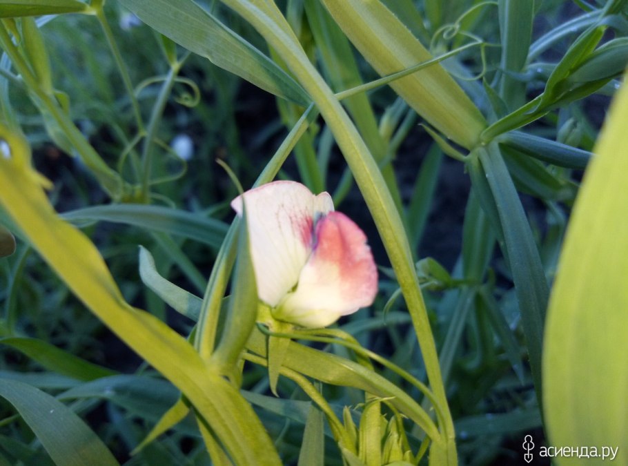 Душистый горошек цветок