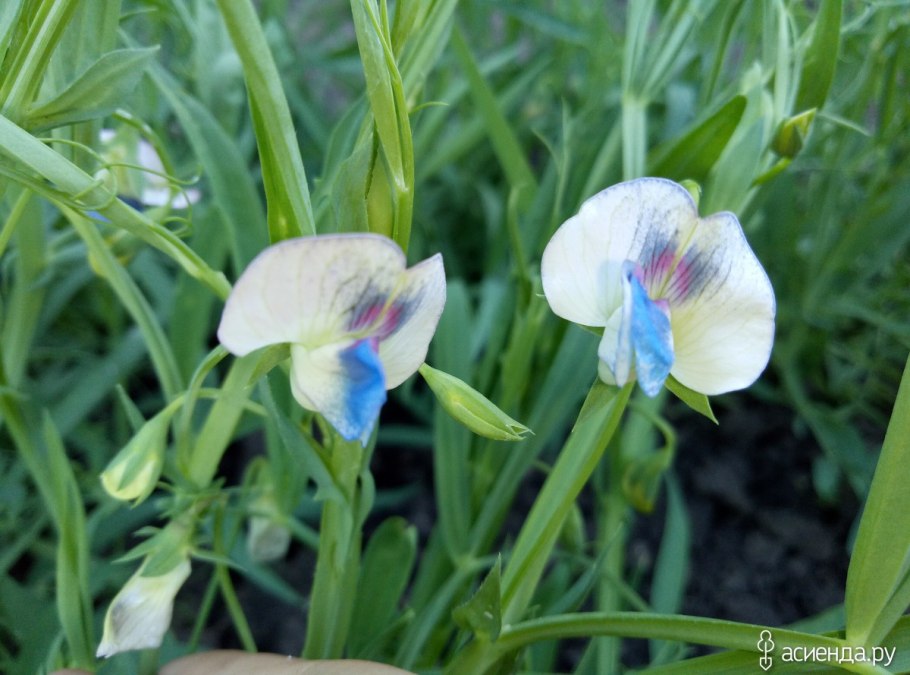 Плоский горох чина