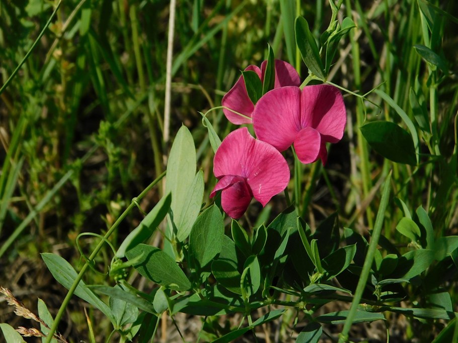 Чина клубненосная Lathyrus tuberosus