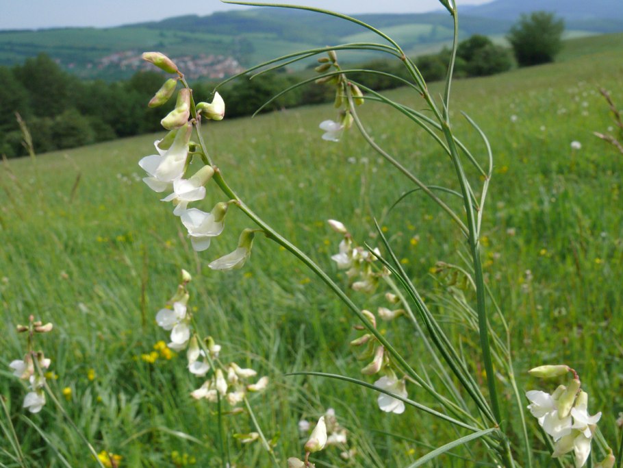 Фото Lathyrus pannonicus