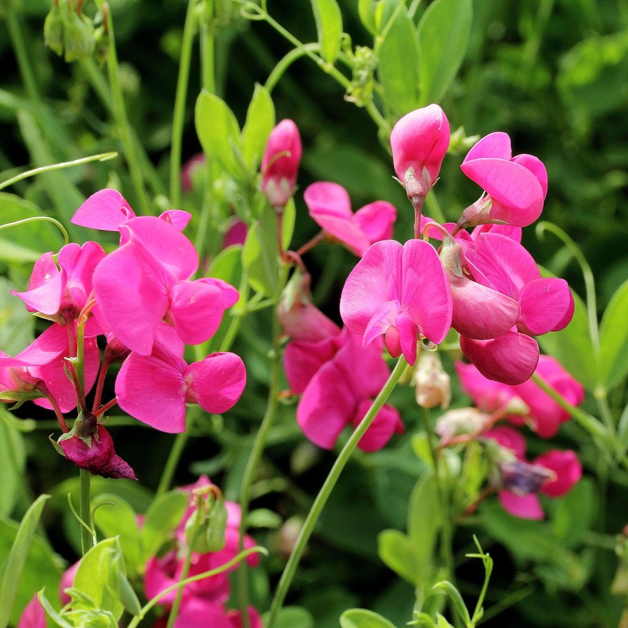 Lathyrus japonicus Willd.