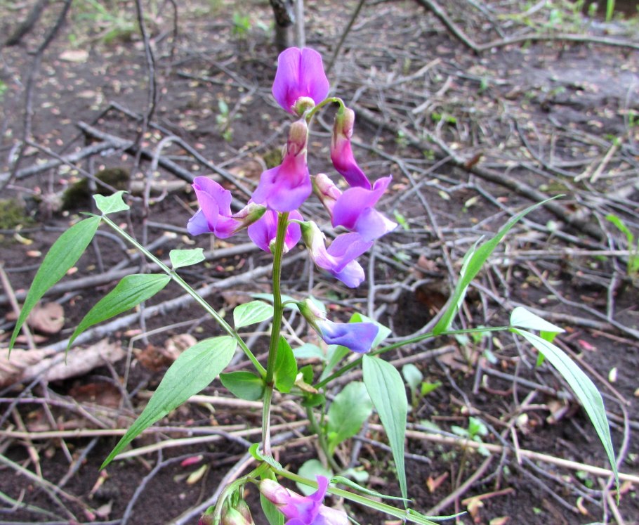 Lathyrus Cicera, Lathyrus ochrus и Lathyrus clymenum