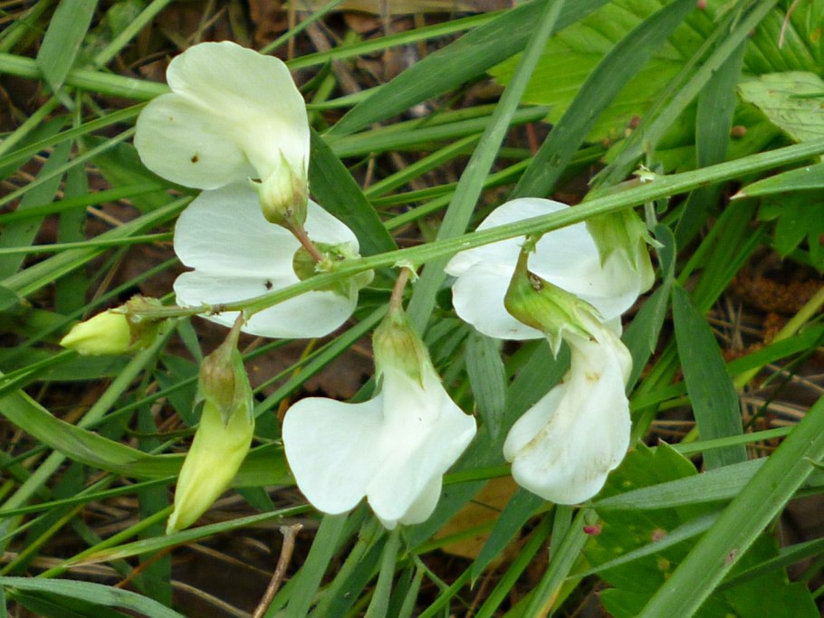 Чина клубненосная Lathyrus tuberosus