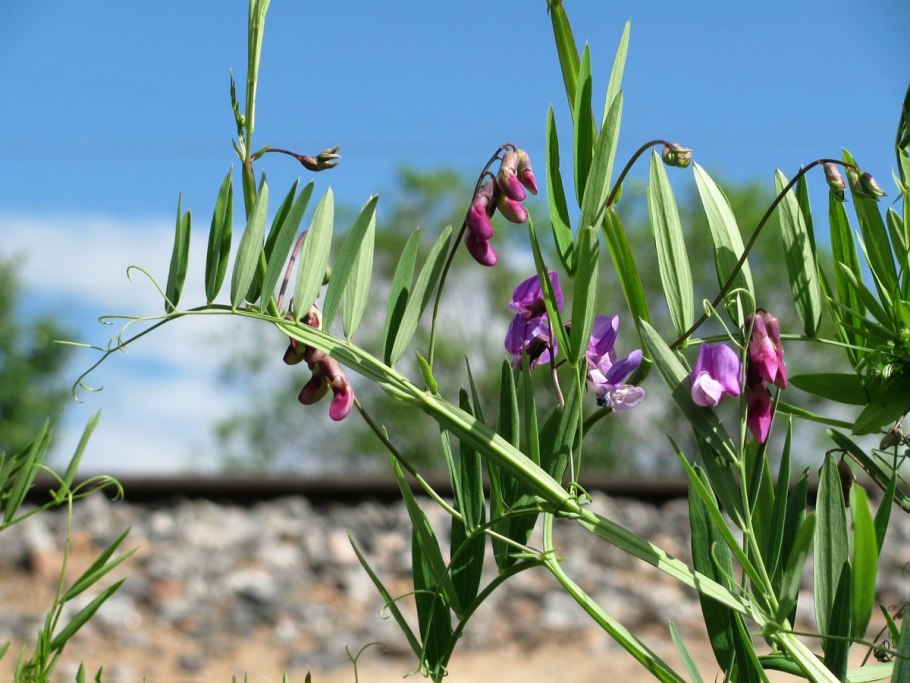 Lathyrus gmelinii рисунок