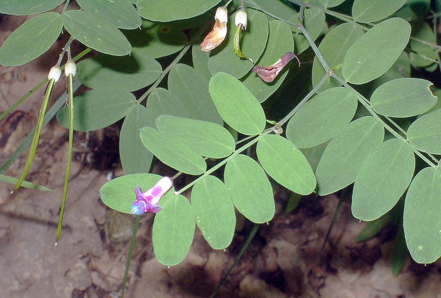 Lathyrus heterophyllus