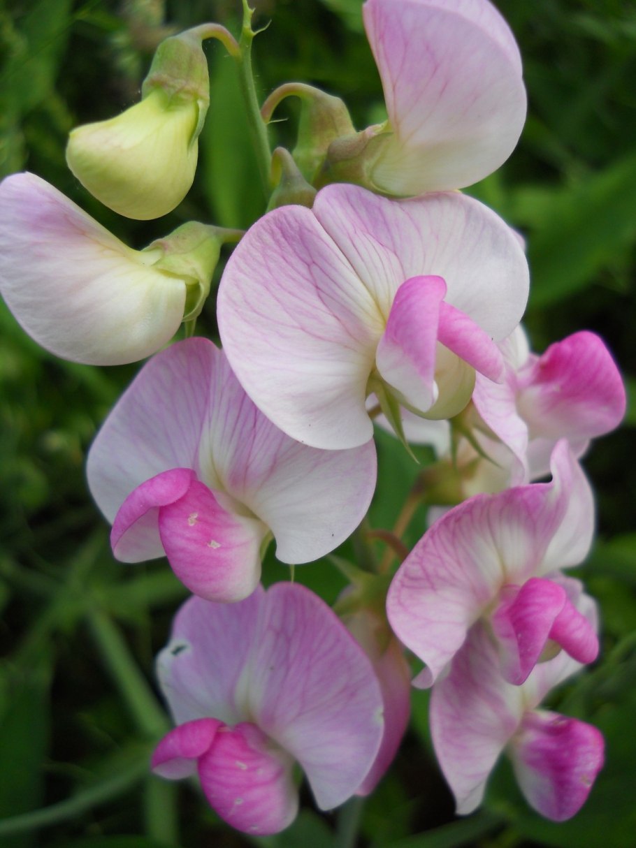 Lathyrus latifolius