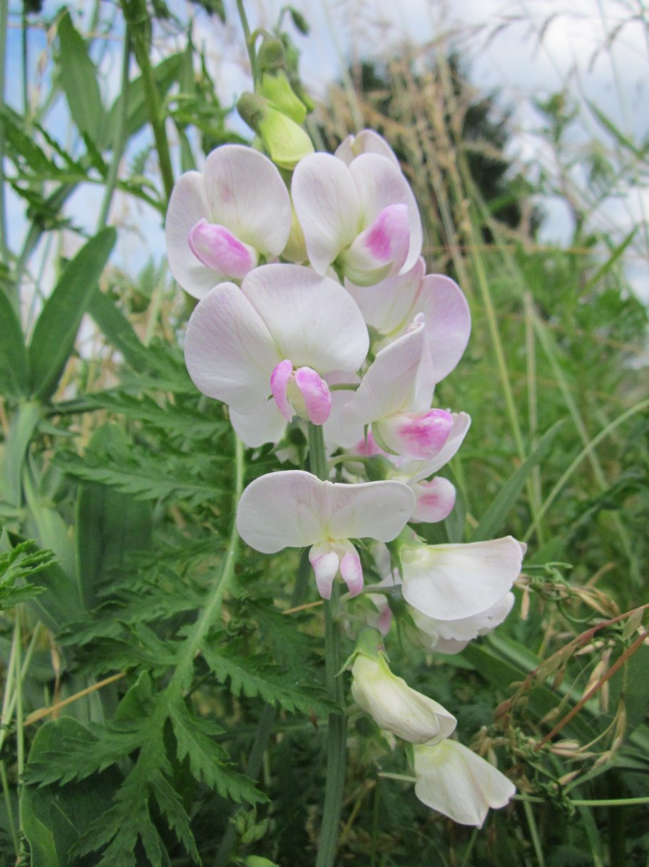 Lathyrus latifolius