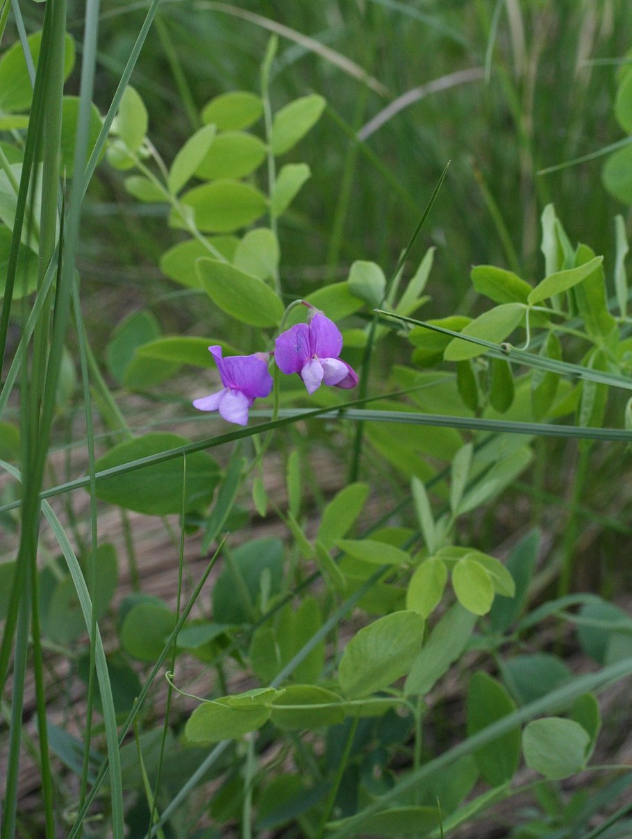 Lathyrus humilis