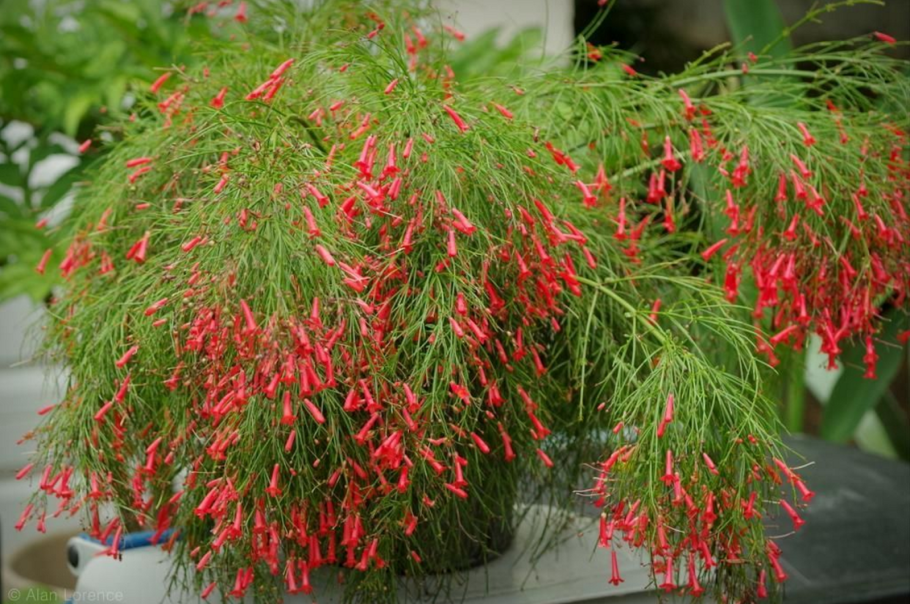 Русселия ситниковидная