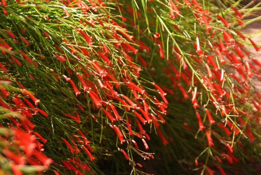 Цветок Русселия хвощевидная