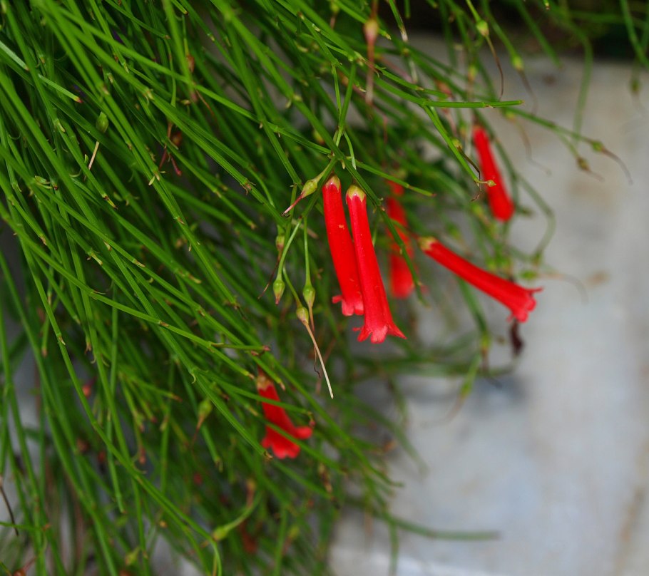 Русселия хвощевидная