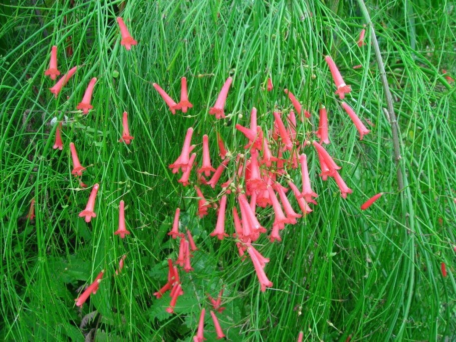 Цветок Русселия