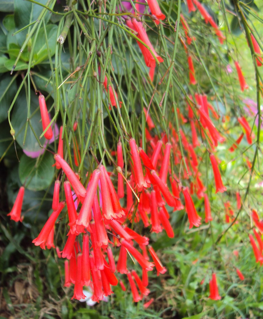 Русселия ситниковая